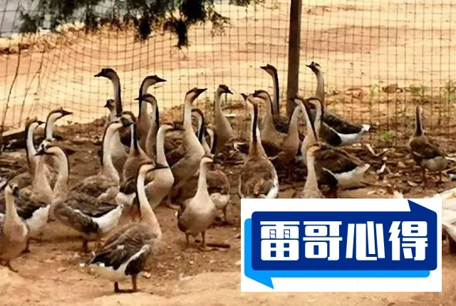 奏鸣网是什么：音乐人展示交流平台与在线音乐社区乐园