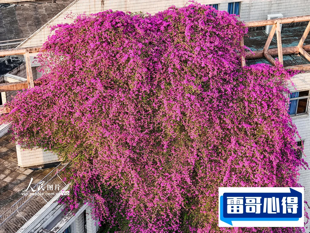广西大学鲜花瀑布2025近期排名前十名分析