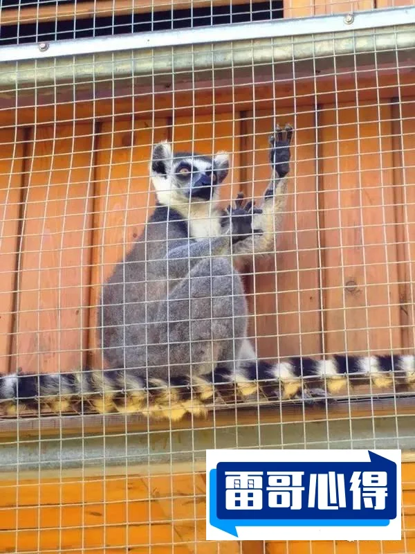 海口动物园成炼狱2025近期排名前十名分析