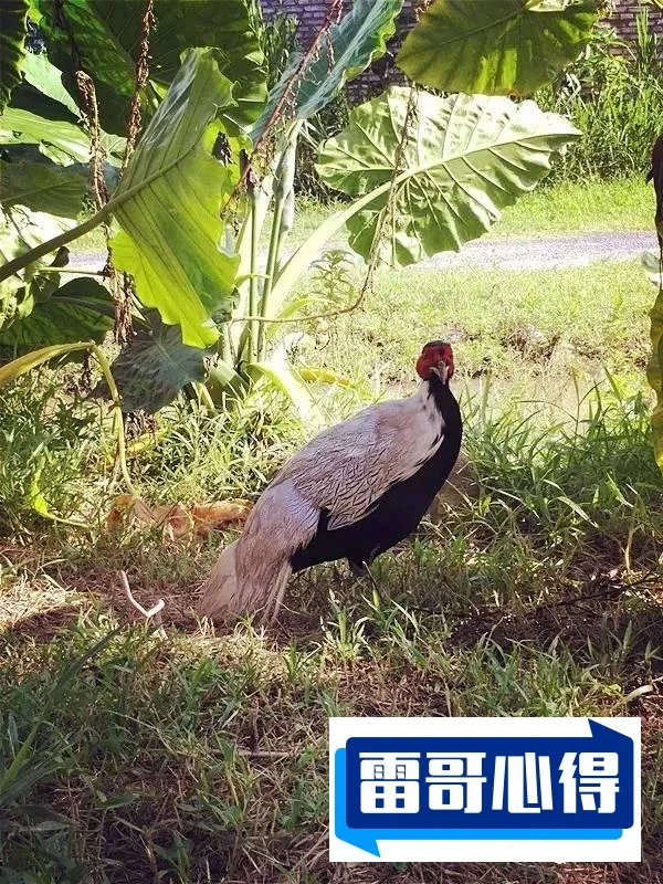 海口动物园成炼狱2025近期排名前十名分析