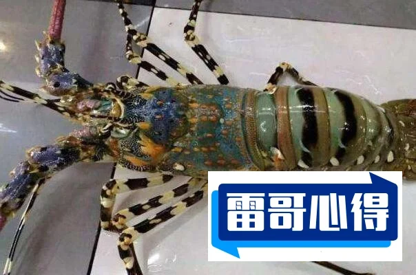 世界上特别贵的十大海鲜:蓝龙虾上榜2025近期排名前十名分析