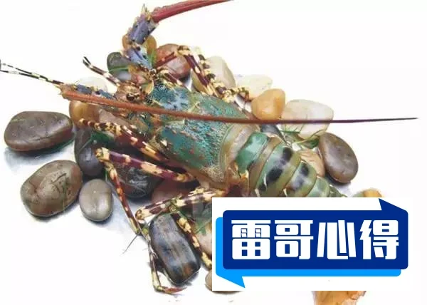 世界上特别贵的十大海鲜:蓝龙虾上榜2025近期排名前十名分析