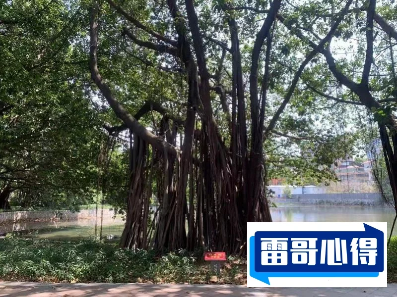 广州十大公园排行榜2025最新排名前十名榜单出炉