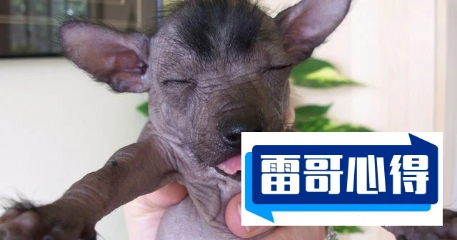 世界上特别丑的10只狗2025最新排名前十名榜单出炉