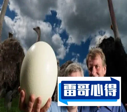 世界上特别大的几种蛋2025最新排名前十名榜单出炉