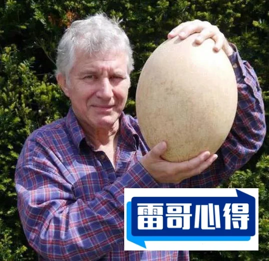 世界上特别大的几种蛋2025最新排名前十名榜单出炉