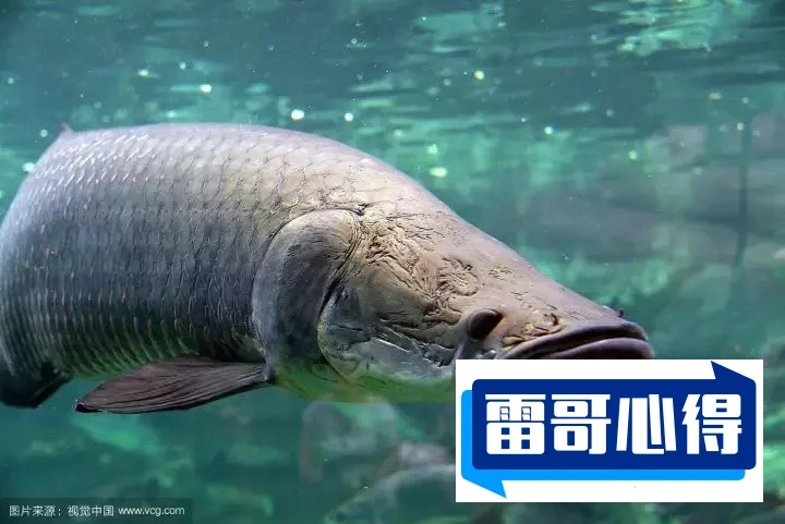 世界十大食人鱼2025特别新排名前十名分析