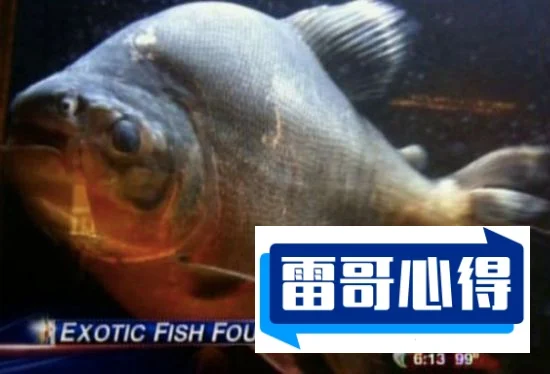 世界十大食人鱼2025特别新排名前十名分析
