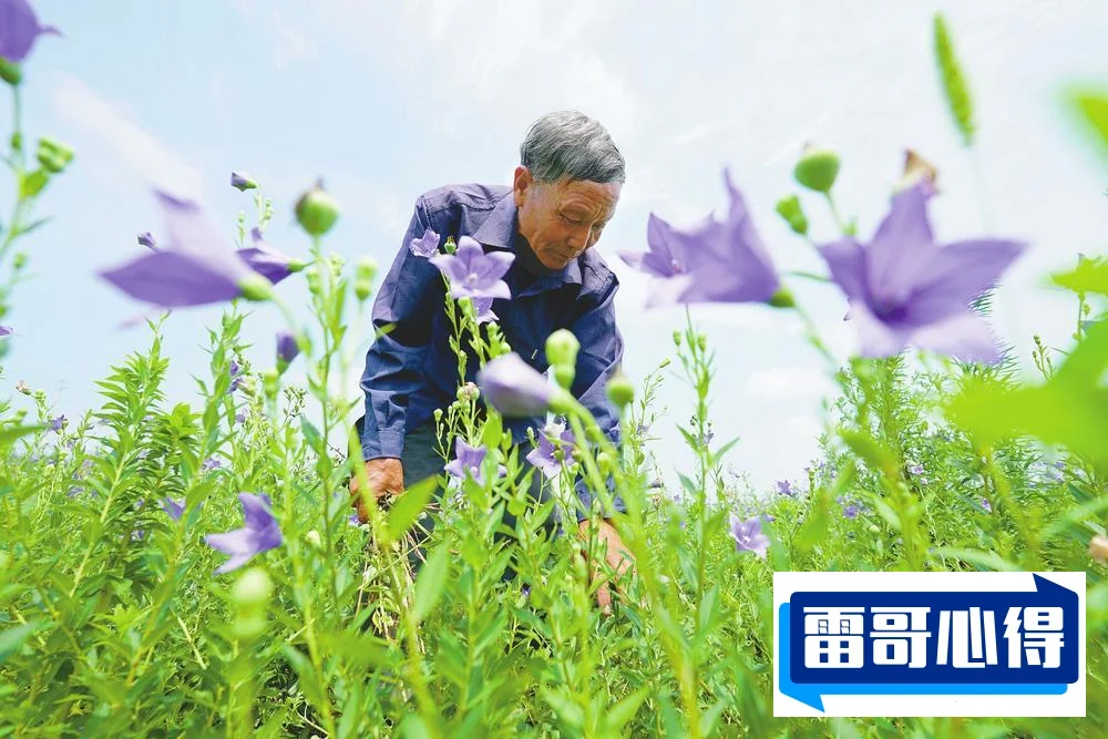 中药龙头股排行榜2025最新排名前十名对比
