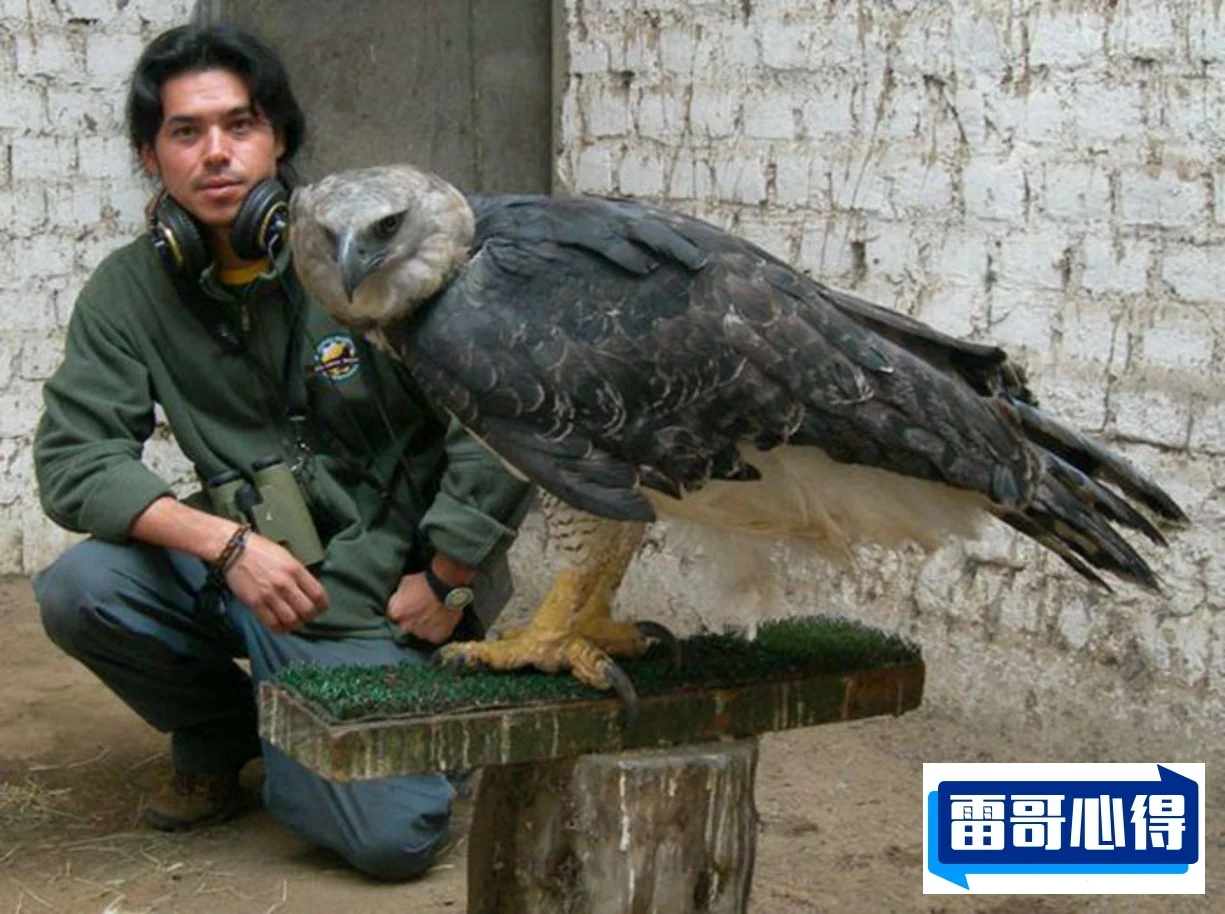 世界上特别大的4种鹰2025年排名前十名榜单出炉