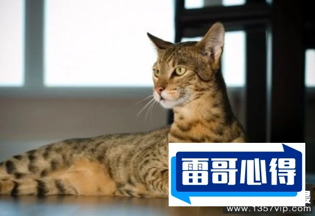 世界上特别贵的猫排行榜：阿什拉猫一只超60万元，2025年排名前十名榜单出炉