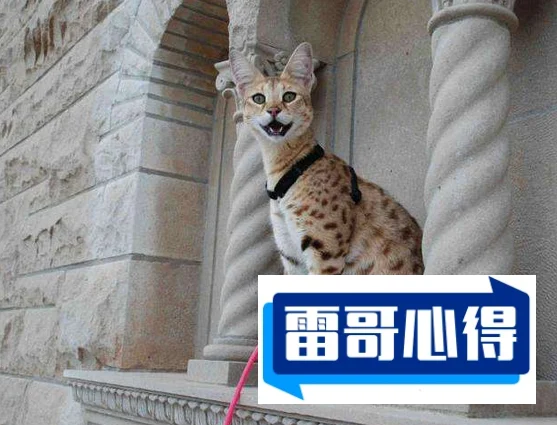 世界上特别贵的猫排行榜：阿什拉猫一只超60万元，2025年排名前十名榜单出炉