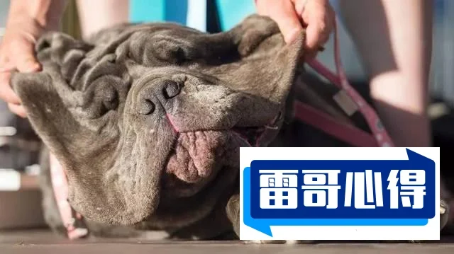 世界上特别丑的狗排名2025年排名前十名榜单出炉